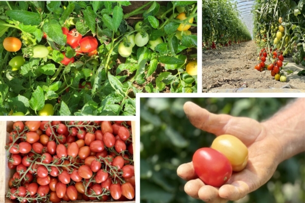 Nutrire il pomodoro: strategie di concimazione per una produzione sostenibile - le news di Fertilgest sui fertilizzanti