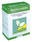 BACILLUS SUBTILIS BSF4: UNA POSSIBILITA' CONTRO IL COLPO DI FUOCO BATTERICO - Plantgest news sulle varietà di piante