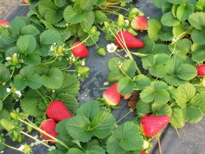 Tutti pazzi per la Candonga - Plantgest news sulle varietà di piante