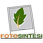 FOTO/SINTESI - Visite di confronto varietale sulla fagiolino da consumo fresco - Plantgest news sulle varietà di piante