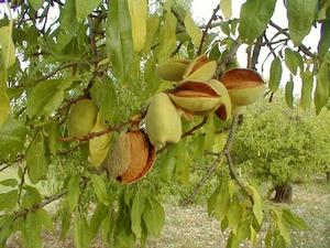 Sicilia, novità per il settore della frutta in guscio