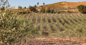 Oliveto-irrigazione-goccia-Irritec