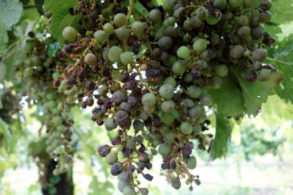 Peronospora-vite-grappoli-vigneto-viticoltura-fonte-adama-redazionale-crop-vite-maggio2024-1200x800.jpg