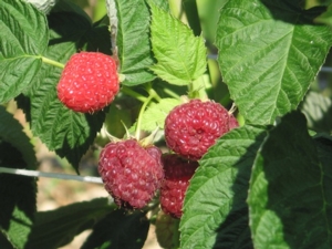 Piccoli frutti, buoni e sostenibili - Plantgest news sulle varietà di piante