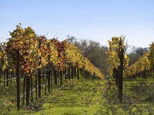 Riforma dell'Ocm vino, audizione al Parlamento europeo  - Plantgest news sulle varietà di piante