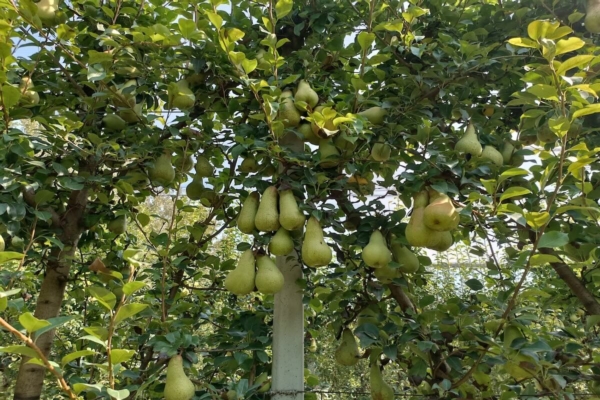 Abate Fétel e portainnesti alternativi: gli aggiornamenti di Geoplant Vivai - Plantgest news sulle varietà di piante