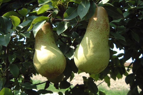Pere, in Emilia Romagna la produzione è ai minimi storici - Plantgest news sulle varietà di piante