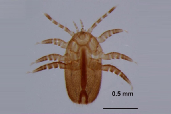 Tropilaelaps mercedesae, le autorit&agrave; chiedono di stare in allerta anche in Italia