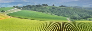agricoltura-campo-campi-collina-by-daniele-pietrobelli-fotolia-750x253