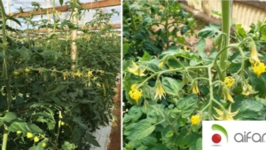 Aifar e colture orticole e floricole: più fiorite e più a lungo - Aifar - Fertilgest News