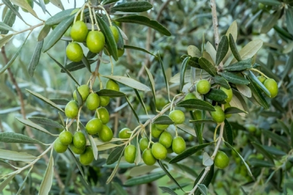Allegagione degli olivi: una scommessa da non perdere - Aifar - Fertilgest News