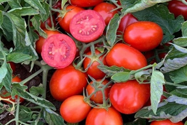 Migliori pezzature e colore per il pomodoro da industria - Fertilgest News