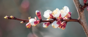 albicocco-fiori-by-schankz-adobe-stock-750x319