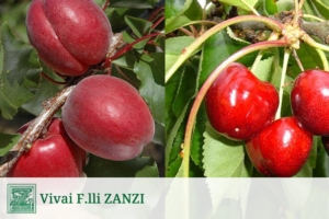 Vivai F.lli Zanzi, nuove frecce per l'arco del produttore - Plantgest news sulle varietà di piante