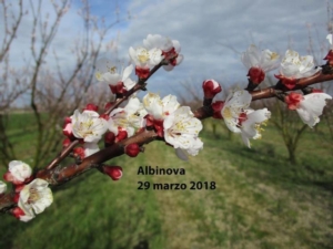 Albicocco, il gelo non piega le cultivar di Geoplant - Plantgest news sulle varietà di piante
