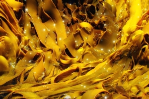 Conosciamo kelp, l'alga buona per l'uomo e per le piante - le news di Fertilgest sui fertilizzanti