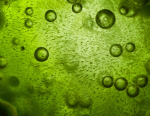 alga-spirulina-by-laurent-dambies-fotolia-750