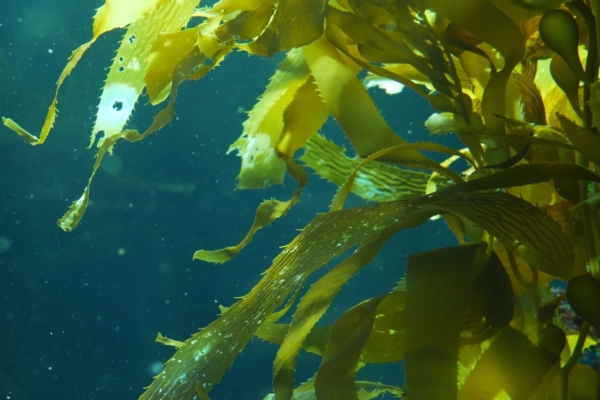 Macrils@, l'energia pura delle alghe - le news di Fertilgest sui fertilizzanti