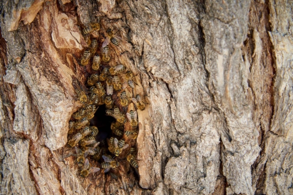 Api da miele, cosa vuol dire che quelle selvatiche sono in pericolo?