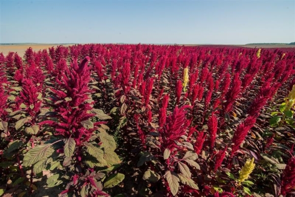 Amaranto: guida agronomica e potenzialità di mercato - Plantgest news sulle varietà di piante