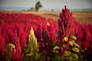 Amaranto made in Italy, una nuova coltivazione - Plantgest news sulle varietà di piante