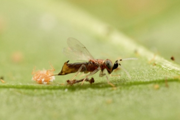 Le cocciniglie cotonose in vigneto: la soluzione &egrave; Anagyrus vladimiri