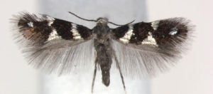 antispila-oinophylla-female-fonte-wikipedia.jpg