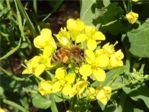 Agrofarmaci e api: Efsa, in consultazione pubblica la revisione della linea guida per la valutazione del rischio