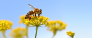 ape-api-impollinazione-apicoltura-by-viperagp-fotolia-750.jpeg