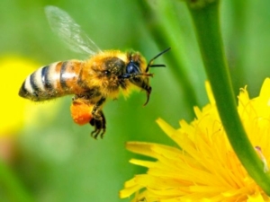 ape-corso-apicoltura-multifunzionale-fonte-fritegotto.jpg