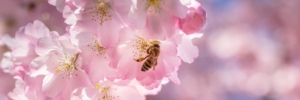 ape-fiori-rosa-by-haiderose-adobe-stock-750x250