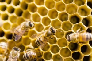 Fitosanitari e api, il fipronil è salvo