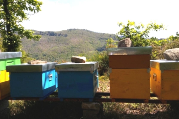 Apicoltura, &egrave; tempo di fare la denuncia annuale degli alveari