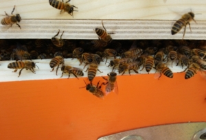 api-apicoltura-arnia-alveare-by-matteo-giusti-agronotizie-jpg