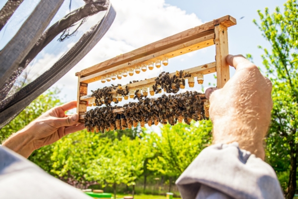 Api regine, qual &egrave; il cupolino migliore per allevarle?