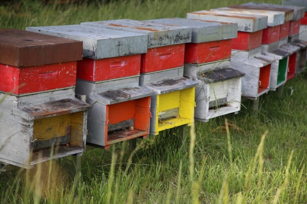 Lombardia, oltre 1.4 milioni per il bando apicoltura 2026