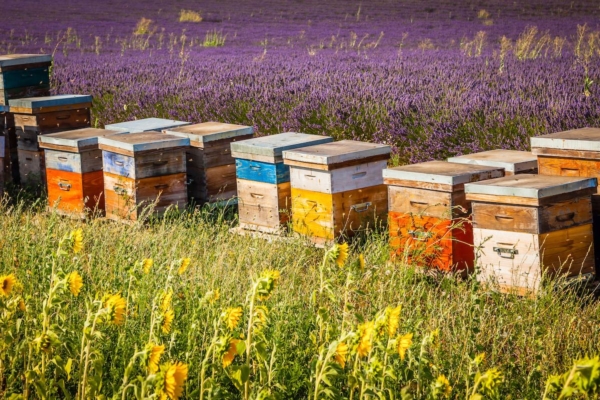 Impegni per l'apicoltura, come funzioneranno i nuovi contributi dello Sviluppo Rurale