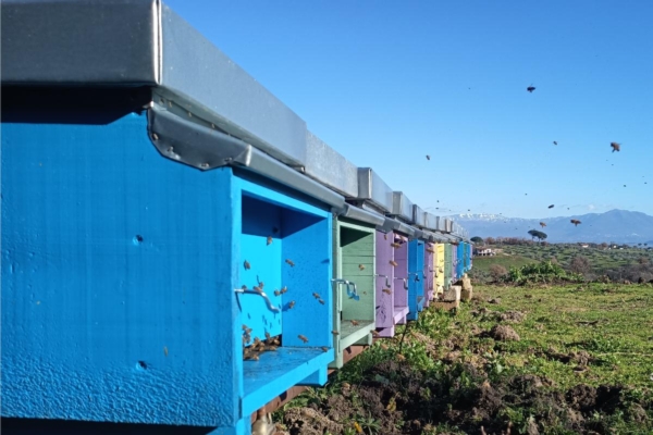 Lazio, aperto il bando 2026 per l'apicoltura