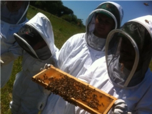 apicoltura-formazione-api-by-matteo-giusti-agronotizie-jpg