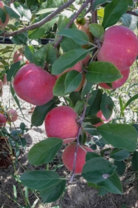 Apofruit, appuntamento per conoscere la mela Regal'You<sup>®</sup> - Plantgest news sulle varietà di piante