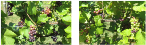 L'Ascophyllum nodosum per migliorare la maturazione fenolica delle uve a bacca nera - le news di Fertilgest sui fertilizzanti
