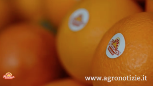 Arancia: auguri Rosaria! La rossa di Sicilia compie 10 anni - Plantgest news sulle varietà di piante