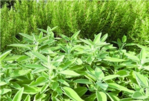 Arsial punta sulle piante officinali - Plantgest news sulle varietà di piante