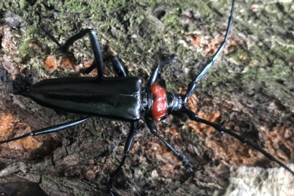 Cerambicide dal collo rosso, altri ritrovamenti in Toscana