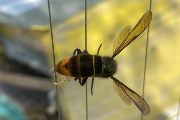 Beeprotector, l'arpa elettrica italiana per contrastare i calabroni