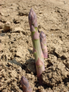 Geoplant amplia l'offerta con l'asparago made in Italy - Plantgest news sulle varietà di piante