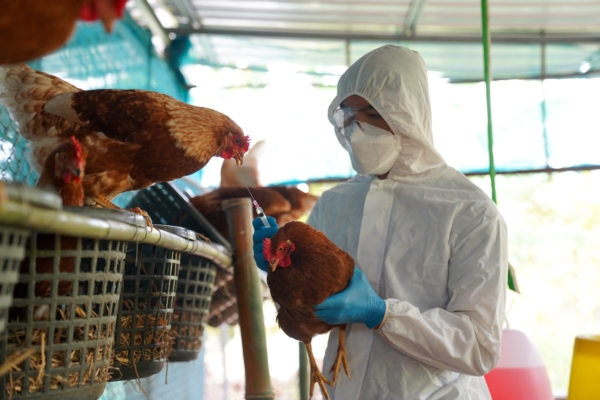 Influenza aviaria, strategie da rivedere