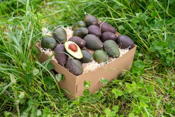 Fare agricoltura rigenerativa su larga scala si pu&ograve; - Plantgest news sulle variet&agrave; di piante
