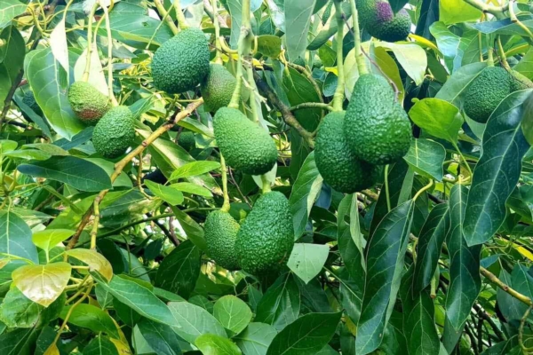Avocado, 4 consigli per un buon frutteto tropicale... in Italia - Plantgest news sulle varietà di piante