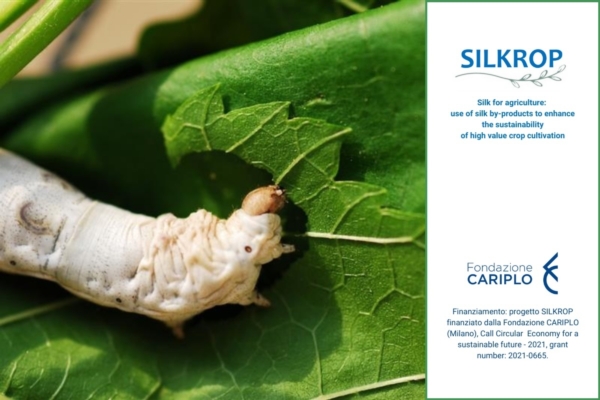 Dal bozzolo al biostimolante, il baco da seta nell'economia circolare